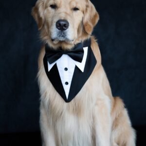 Bandana formal de esmoquin para perro